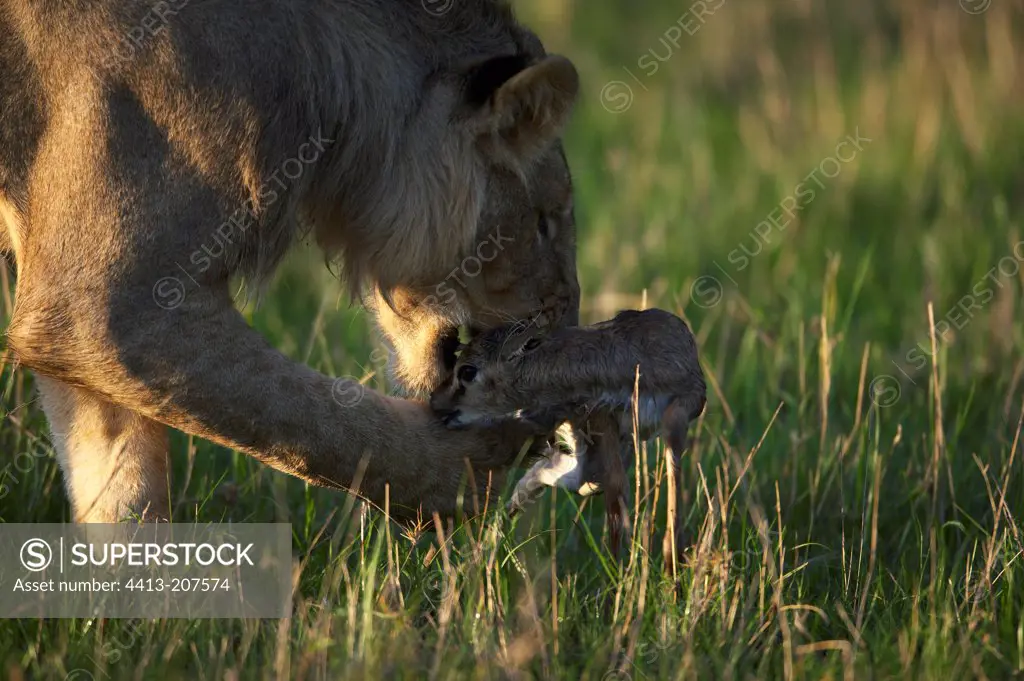 Lion plying with its young prey Masai Mara Kenya