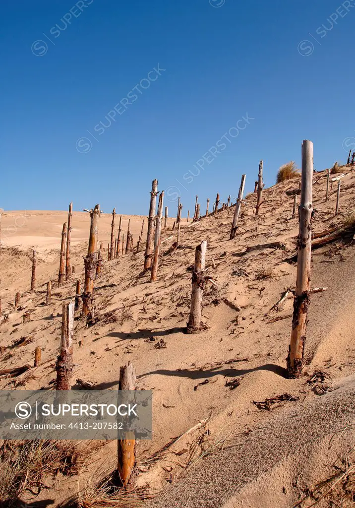 Fir forest destroyed by advancing dunes Berk France