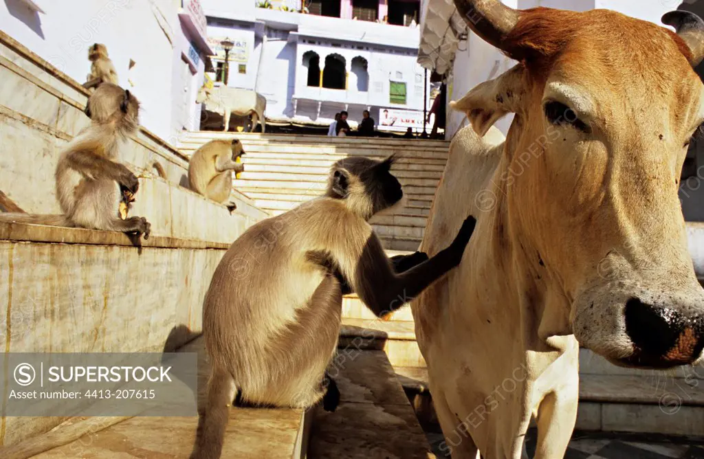 Hanuman Langur grooming Sacred Cow Pushkar Rajasthan India