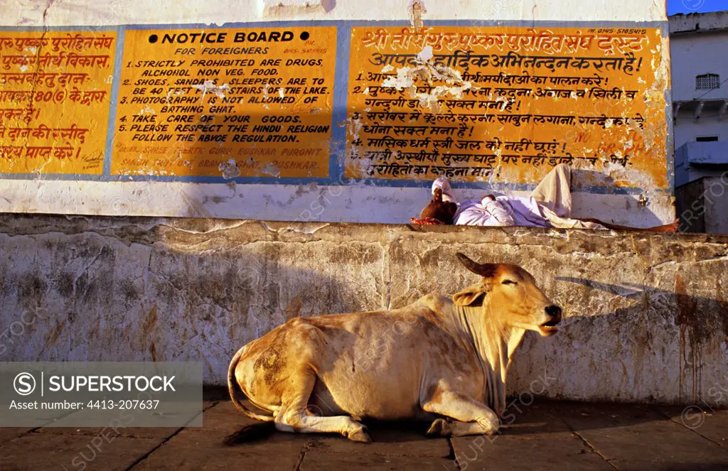 Man and Sacred Cow at rest Rajasthan Pushkar India