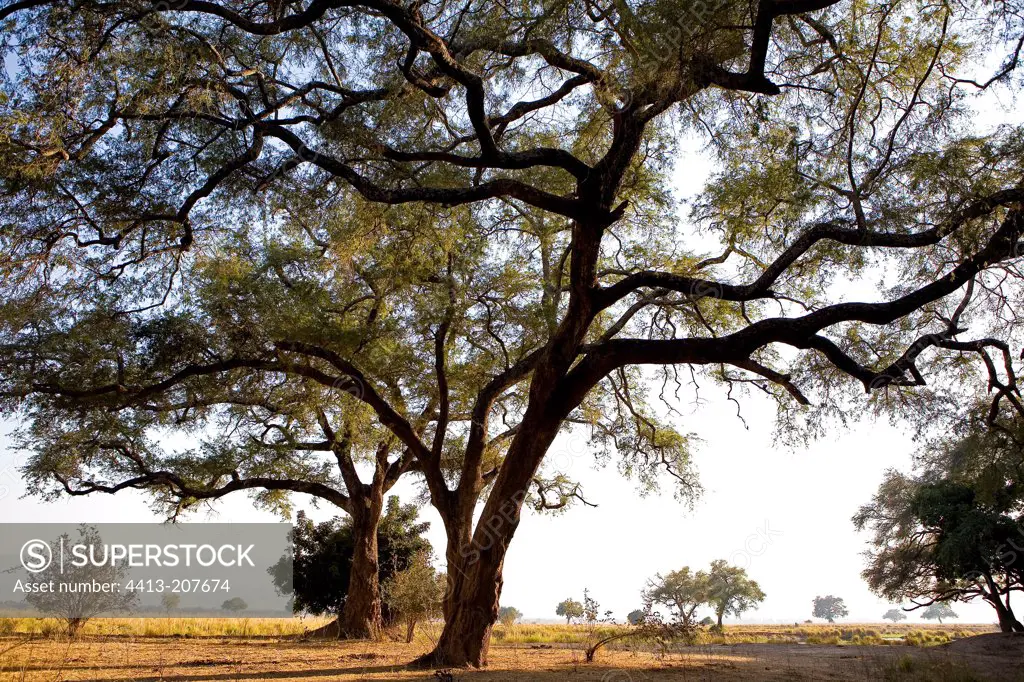 Tree in savanna NP Mana Pools Zimbabwe