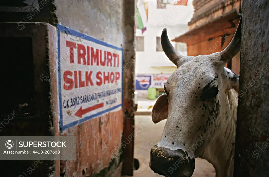 Sacred Cow in the streets of Benares India