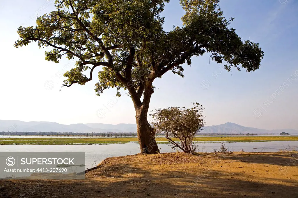 Tree in the Plain of Zambezi NP Mana Pools Zimbabwe