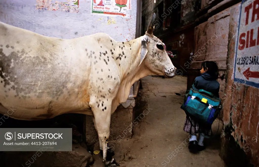 Schoolgirl and sacred cow in the streets of India Benares