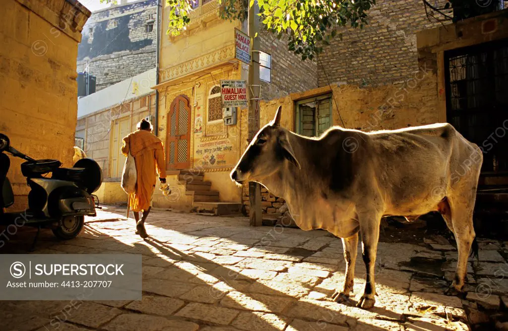 Sacred Cow in the streets of Jaisalmer Rajasthan India