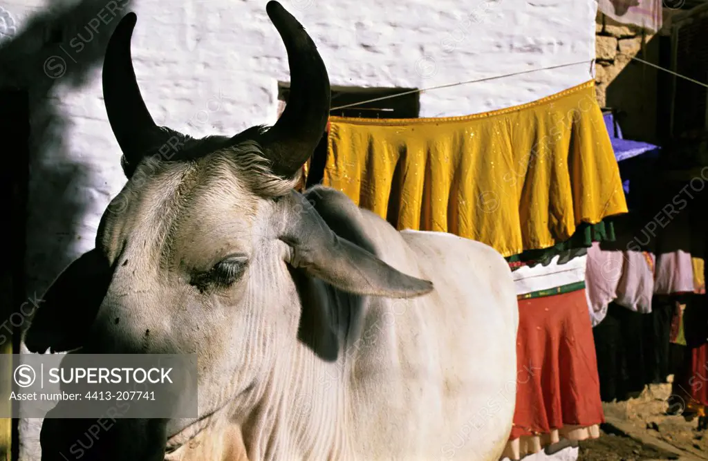 Sacred Cow in the streets of Jodhpur Rajasthan India