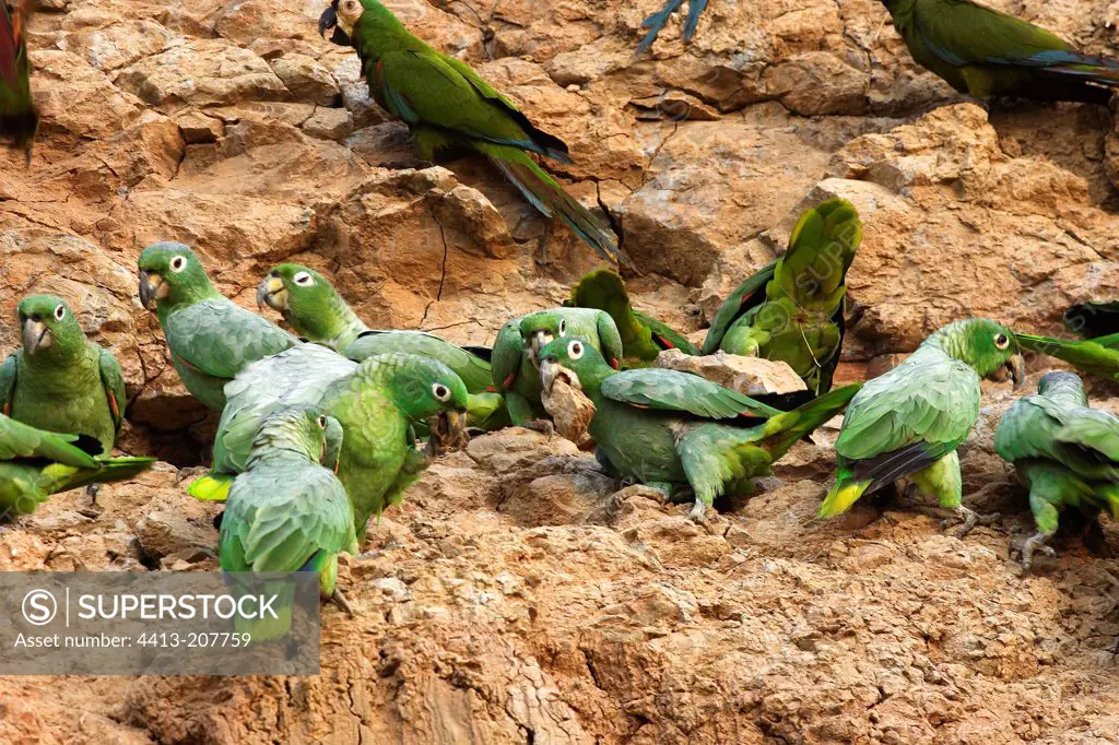 Mealy Parrots on cliff Tambopata Nature Reserve Peru