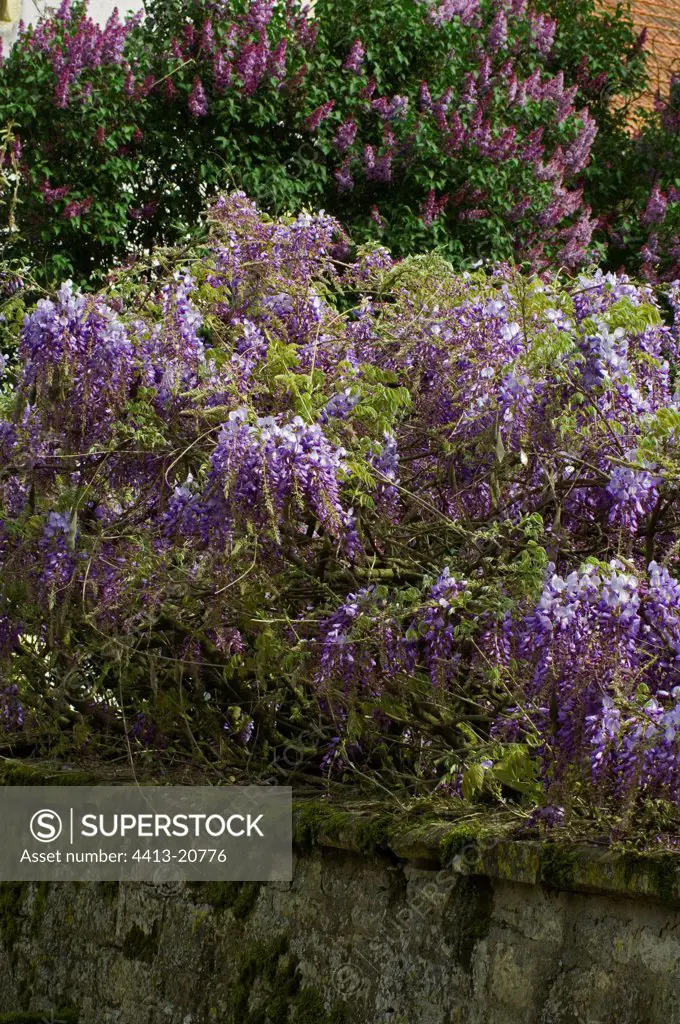 Japanese wisteria in bloom