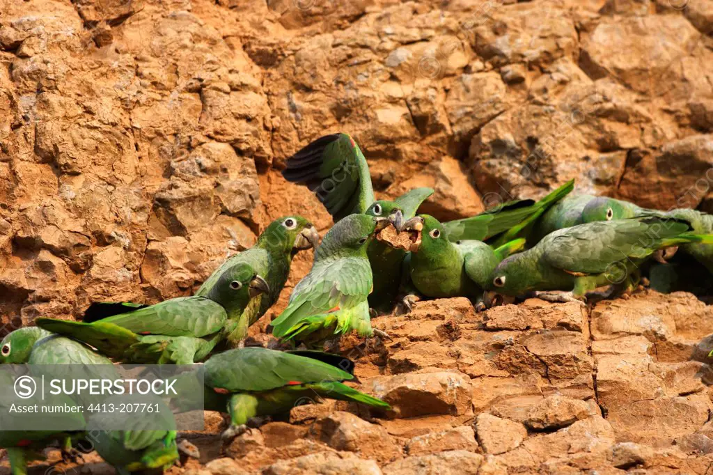 Mealy Parrots on cliff Tambopata Nature Reserve Peru