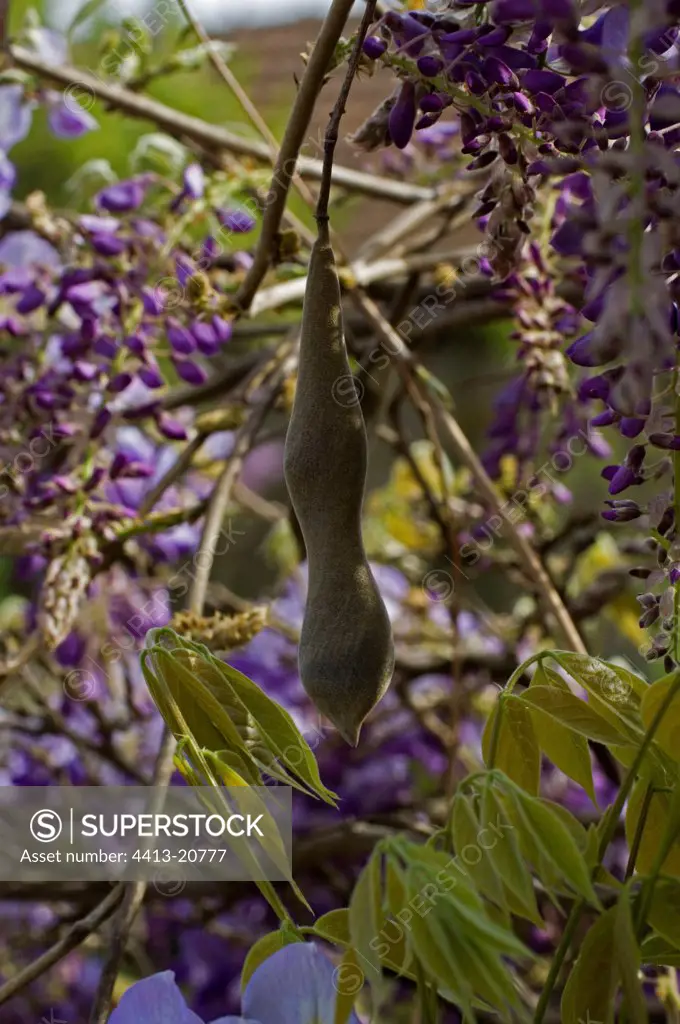 Japanese wisteria in fruit