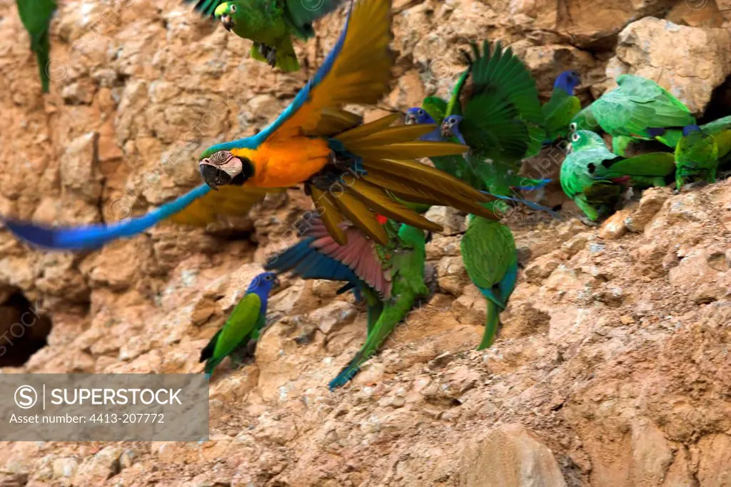 Macaw and Parrot on cliff Tambopata Nature Reserve Peru