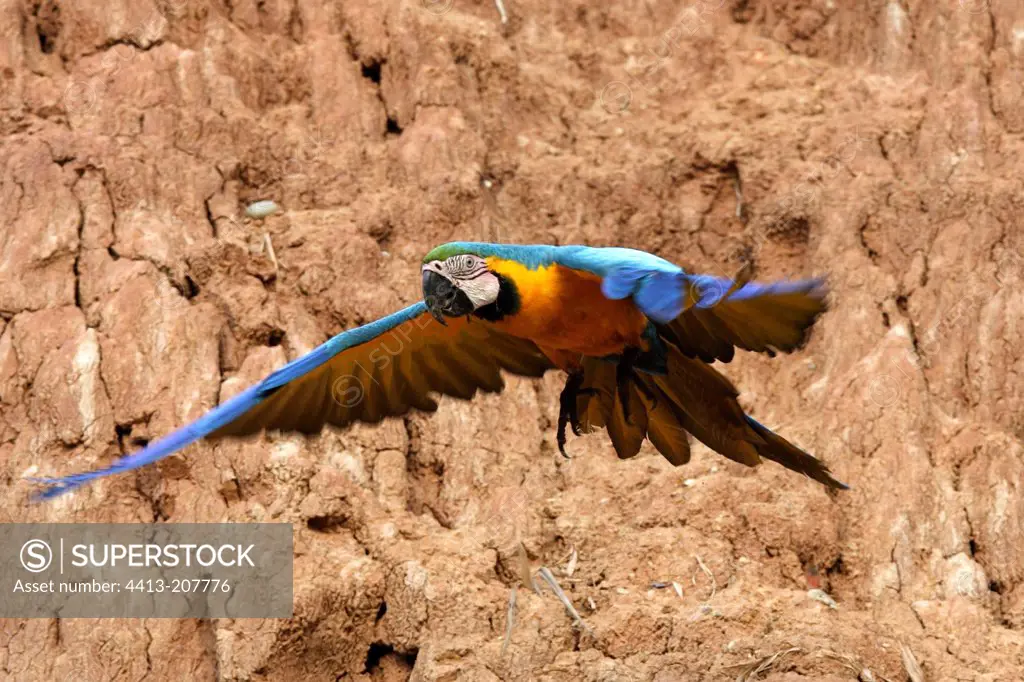 Blue and Gold Macaw on cliff Tambopata Nature Reserve Peru
