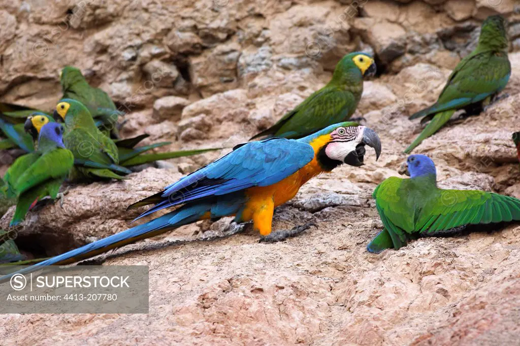 Macaws and Parrot on cliff Tambopata Nature Reserve Peru