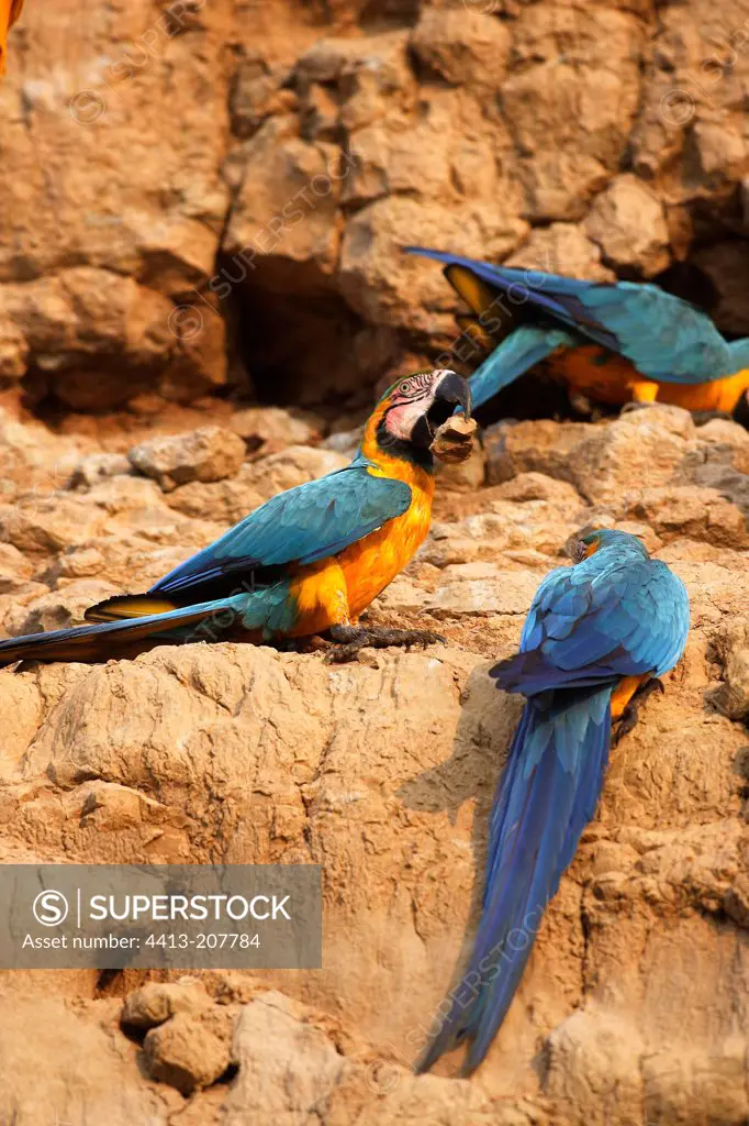 Blue and Gold Macaws on cliff Tambopata Nature Reserve Peru