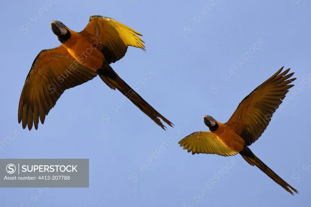 Blue and Gold Macaws in fligh Tambopata Nature Reserve Peru