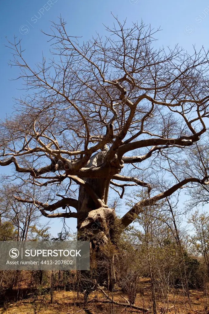 Baobab in dry season NP Mana Pools Zimbabwe