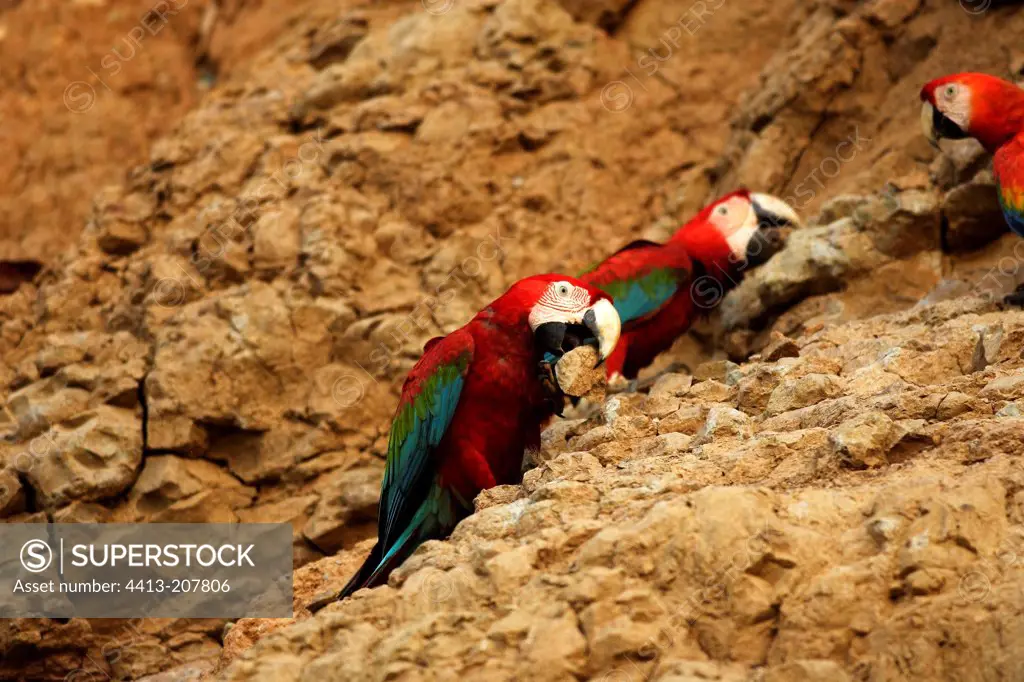 Red and green Macaws eating earth Tambopata Peru