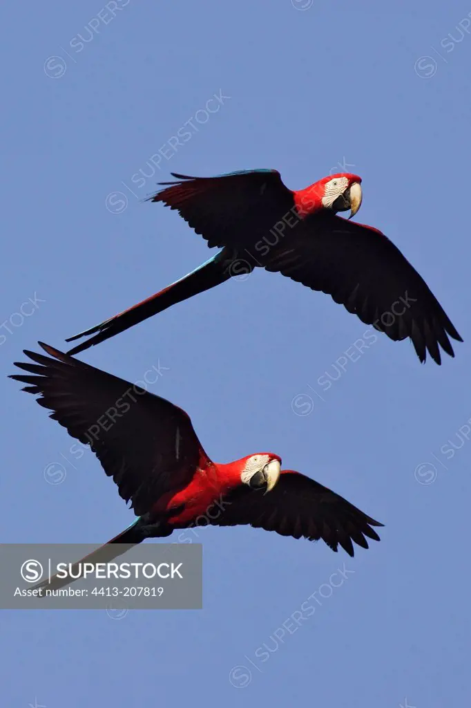 Red and Green Macaws arriving on cliffTambopata Peru