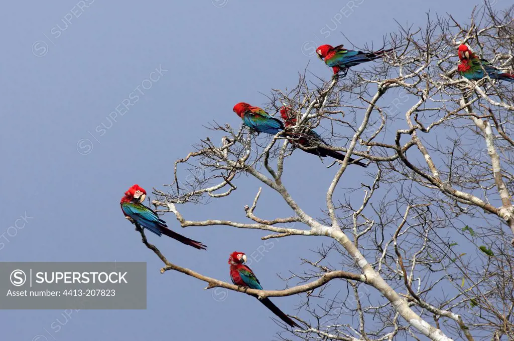 Red and Green Macaws Tambopata Reserve Peru