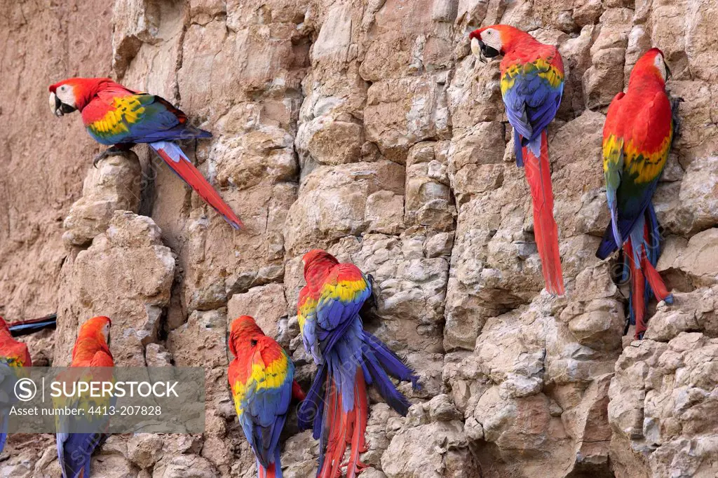 Scarlet Macaws on cliff Tambopata Nature Reserve Peru