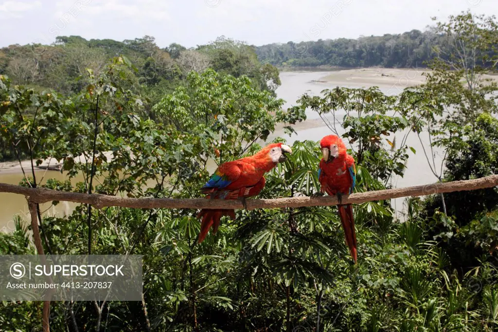 Scarlet Macaws at clay cliff Manu National Park Peru