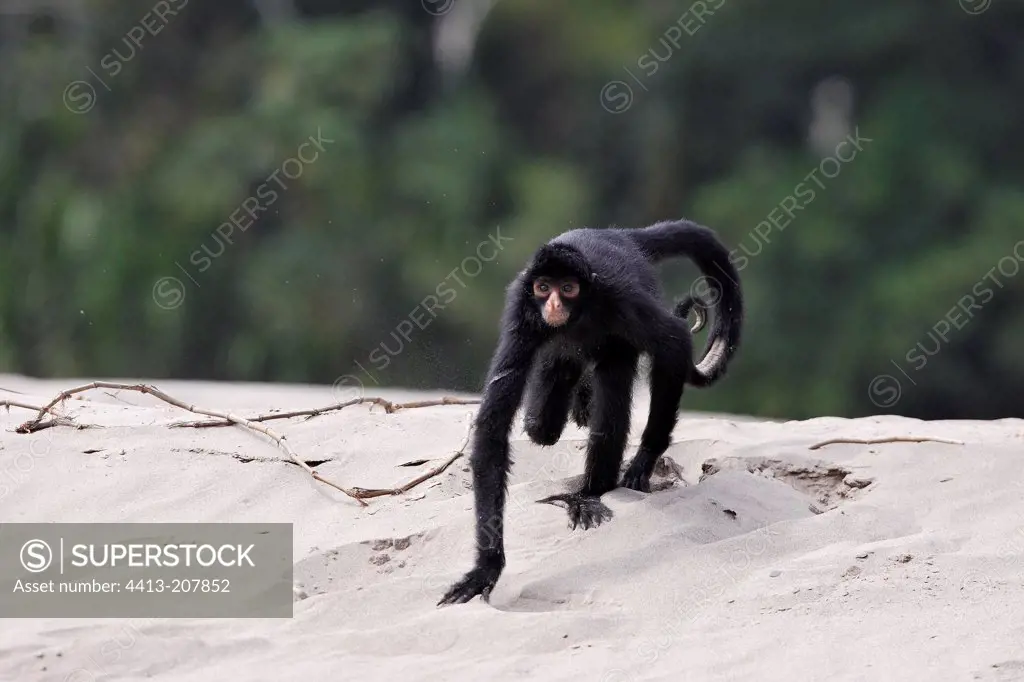 Black Spider Monkey on the Madre de Dios river Peru