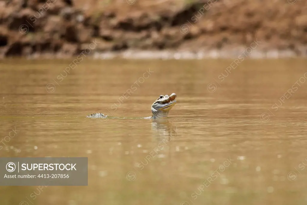Spectacled caiman on the Madre de Dios river Peru