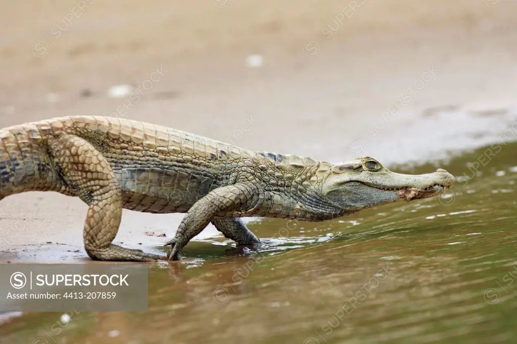 Spectacled caiman on the Heath river bank Peru