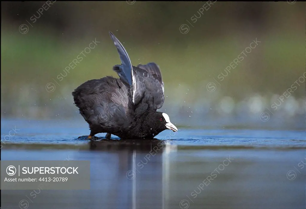 Common coot grooming on Grand-Lieu Lake