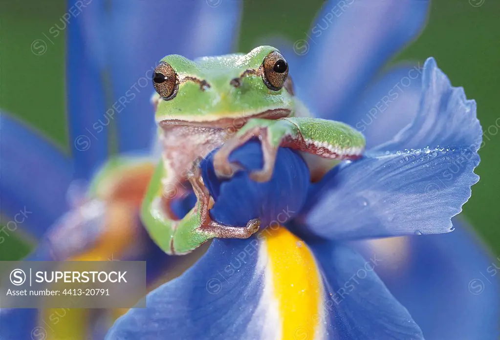 Green tree frog clung to an iris on the Grand-Lieu Lake