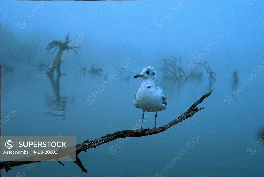 Black-headed gull on a branch on the Grand-Lieu Lake
