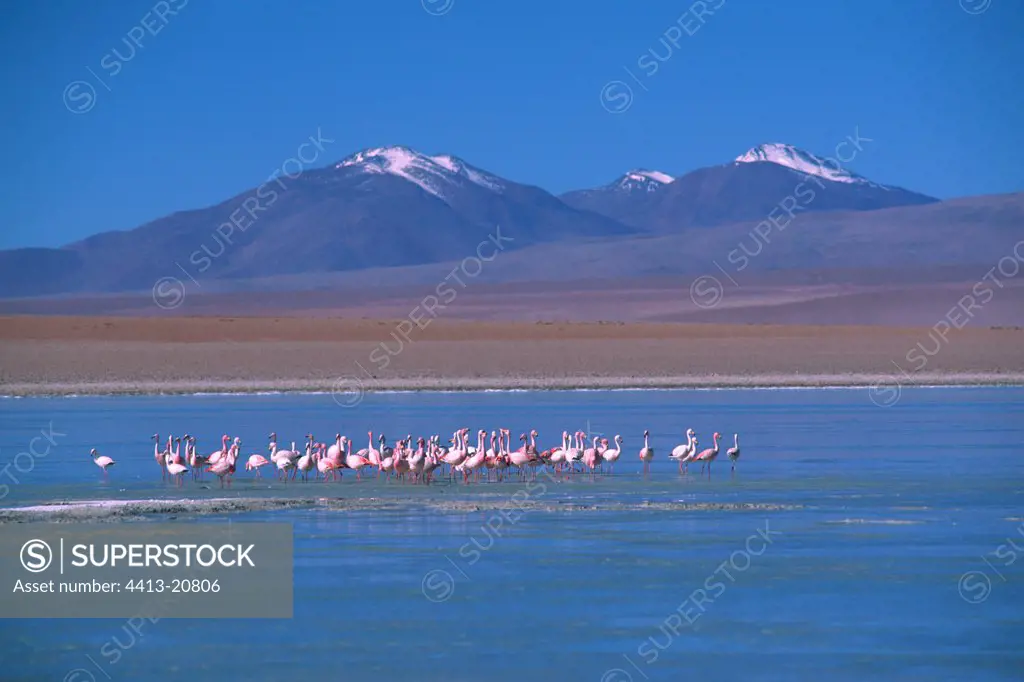 Flamingos on a lake on the Altiplano Bolivia