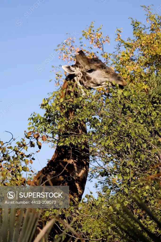 Giraffe eating foliage South Africa
