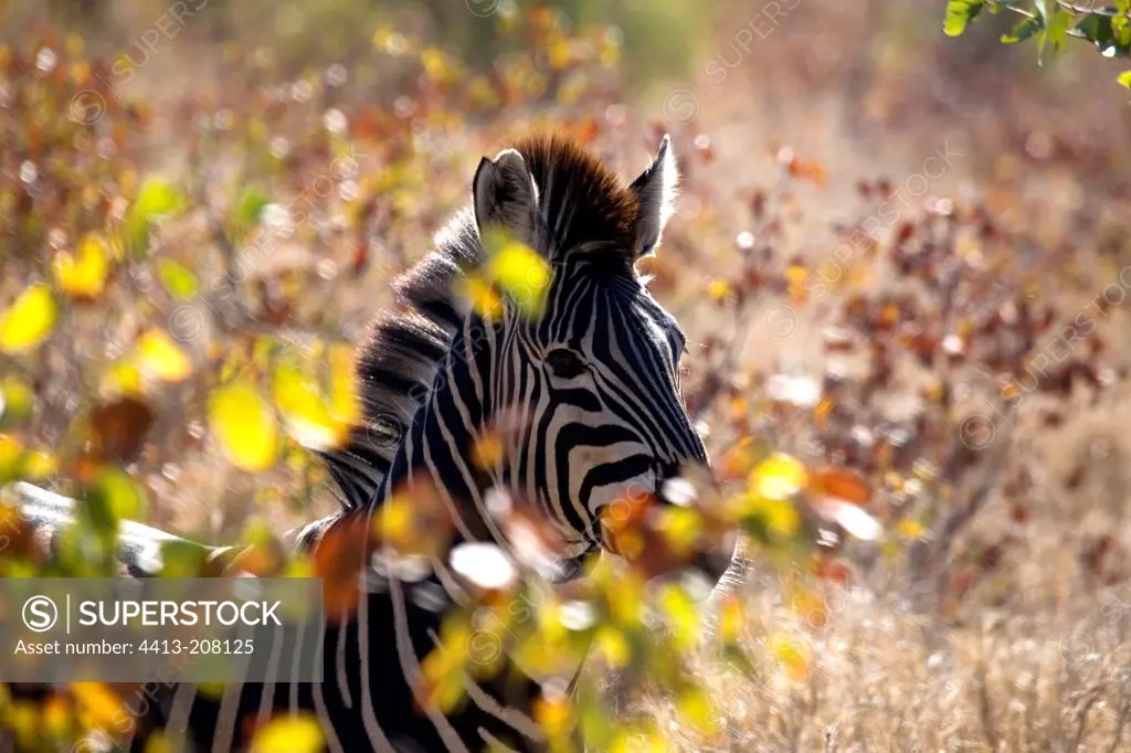 Portrait of a Zebra South Africa