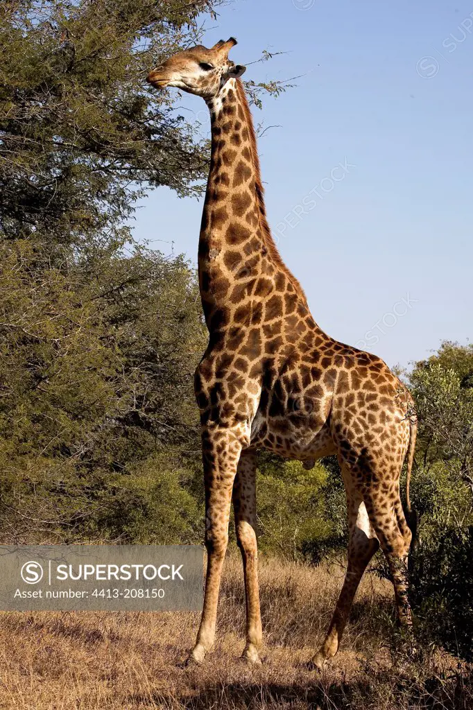 Giraffe eating a tree foliage South Africa