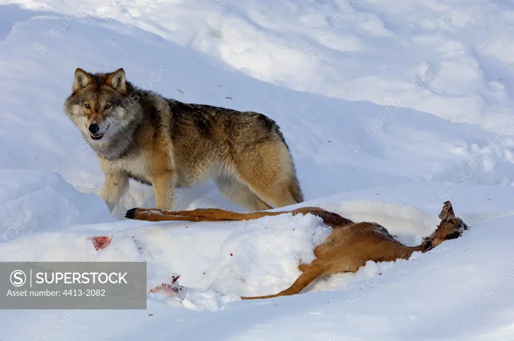 Female Wolf discovering a dead Roe-deer under snow Finland