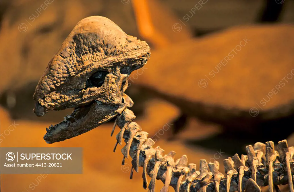 Skull of a Pachycephalosaur