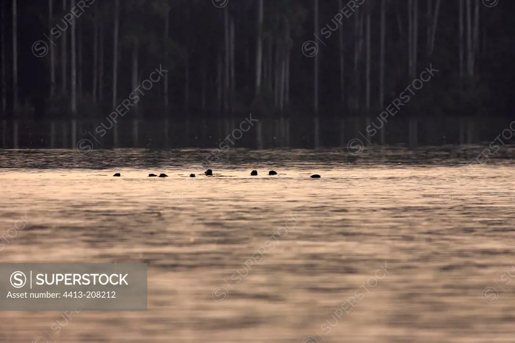 Giant Otters in Lake Sandoval Amazon Peru