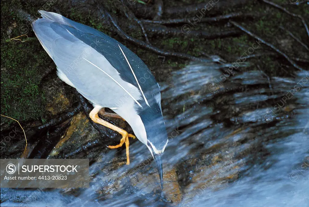 Night heron fishing in a cascade France