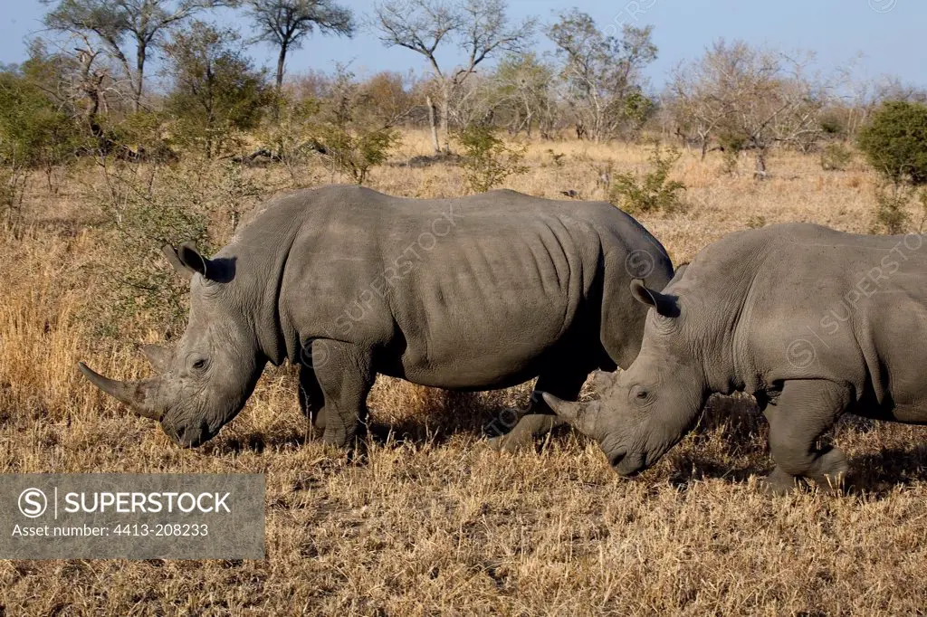 White rhinoceros South Africa