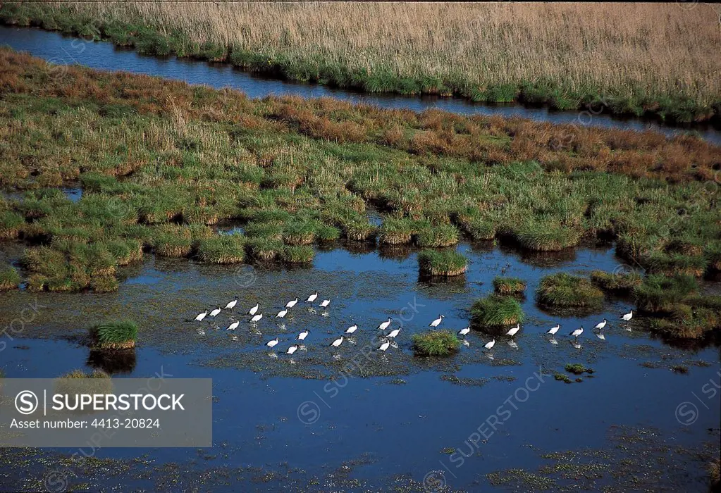 Sacred ibis standing in marshes France