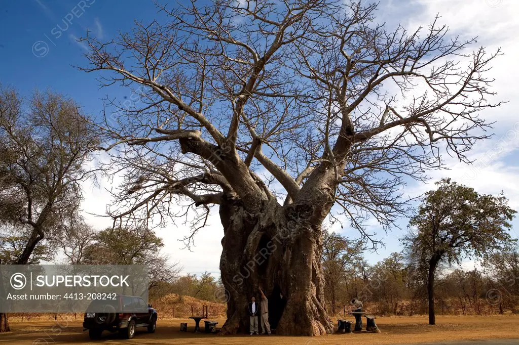 Baobab and tourists South Africa