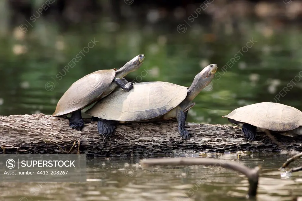 Yellow-spotted River Turtles Lake Sandoval Amazon Peru