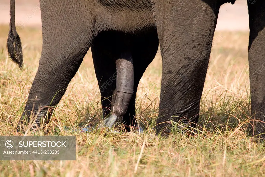 African elephant male urinating Chobe NP Botswana