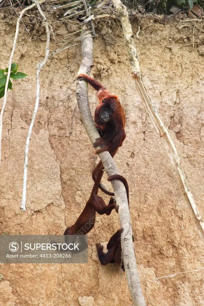 Red Howler Monkey eating clay Tambopata Peru