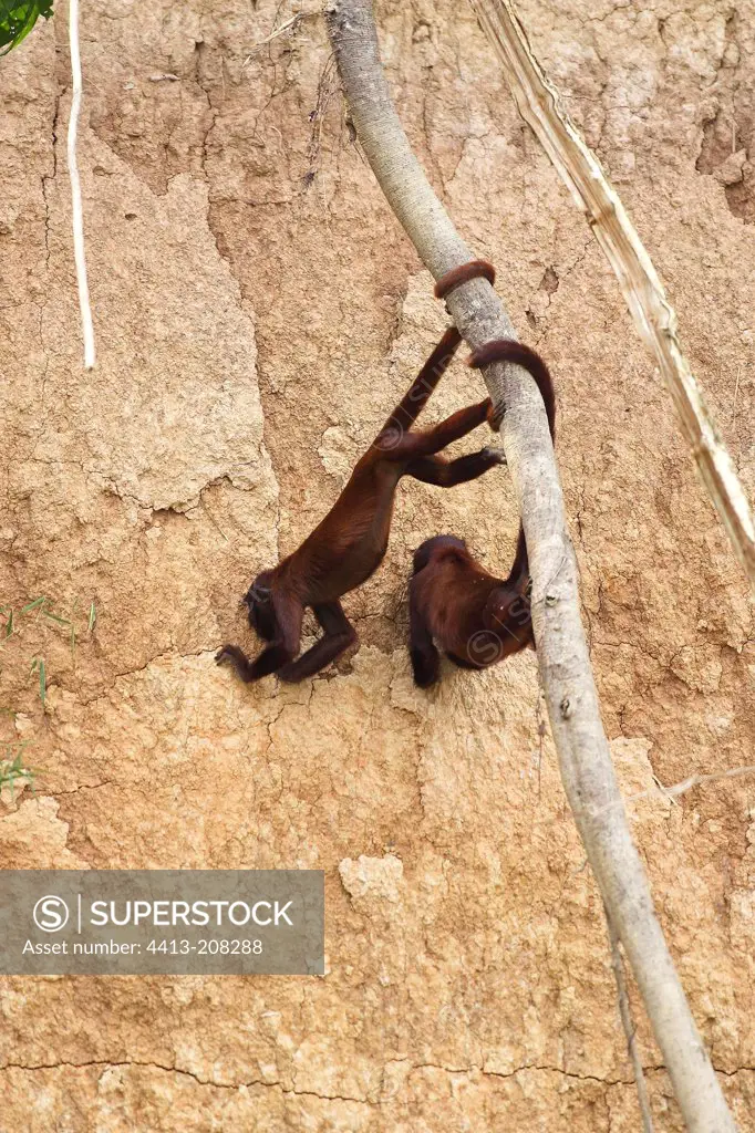 Red Howler Monkey eating clay Tambopata Peru