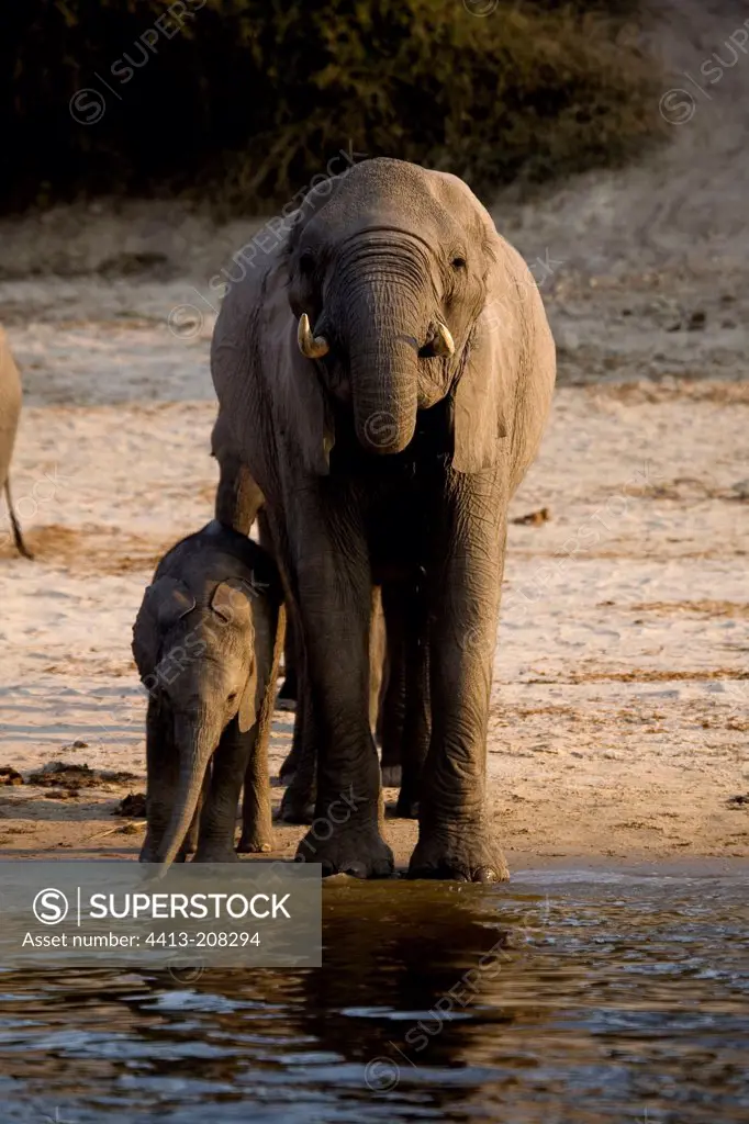 African elephants drinking Chobe NP Botswana