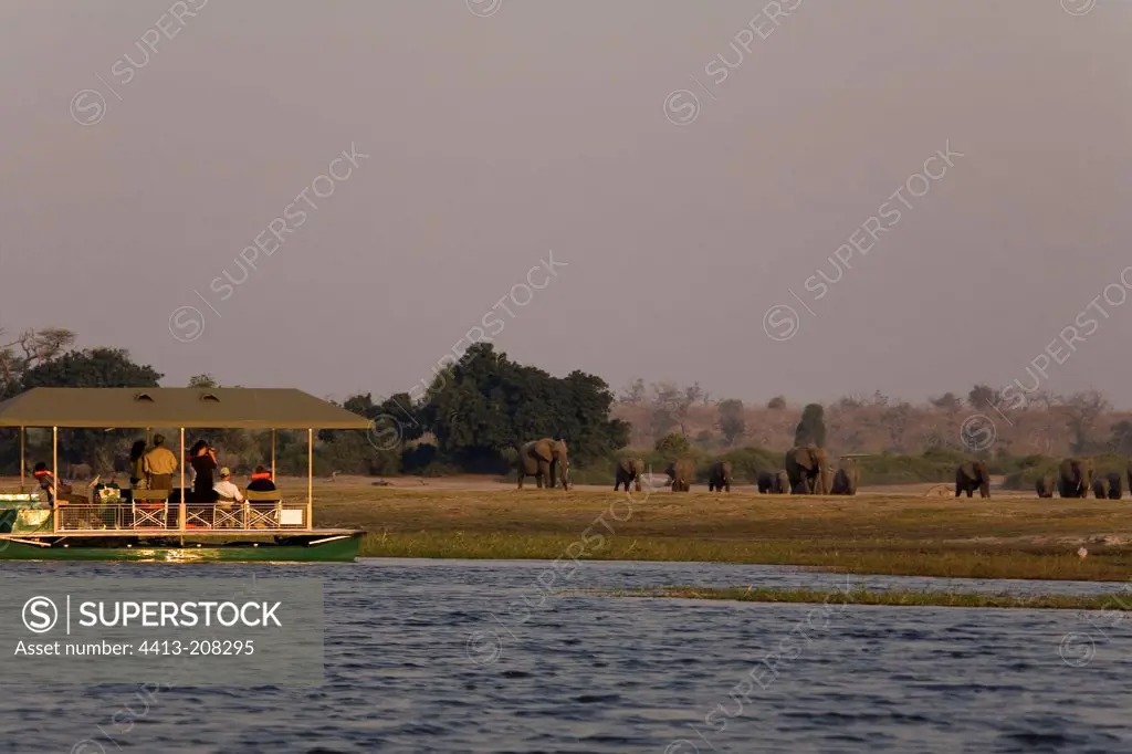 African elephants and tourists Chobe NP Botswana