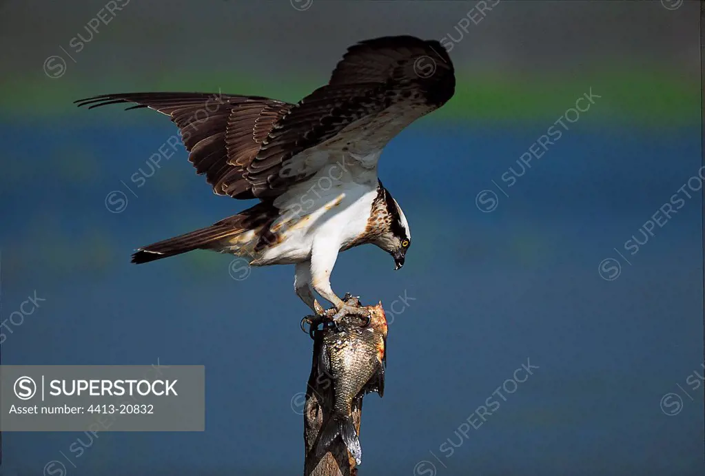 Osprey cutting up its prey on a picket France
