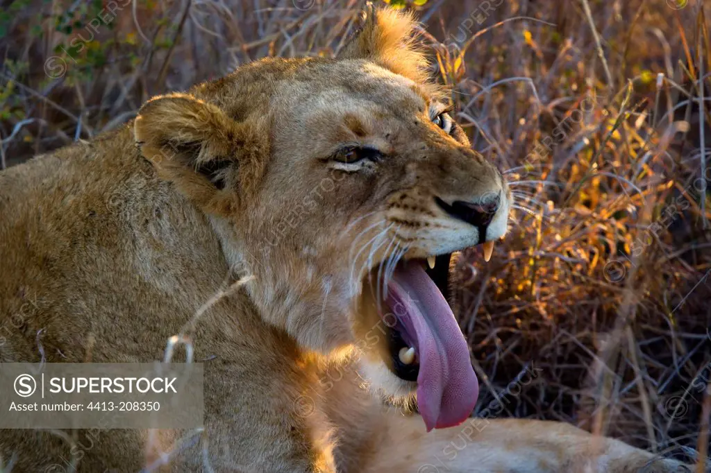 Lioness yawning NP Kruger South Africa